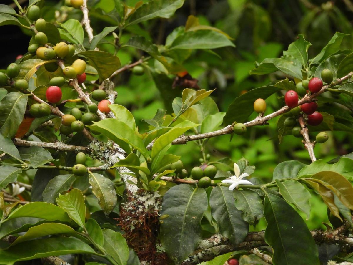 Finca Tradicional El Otono Casa de hóspedes Pijao Exterior foto